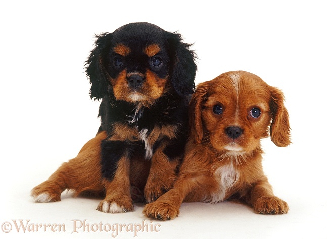 Cavalier King Charles Spaniel puppies, 8 weeks old, white background