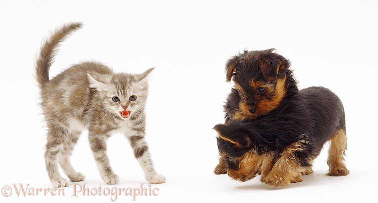 Tabby kitten frightened by Yorkshire Terrier pups, white background