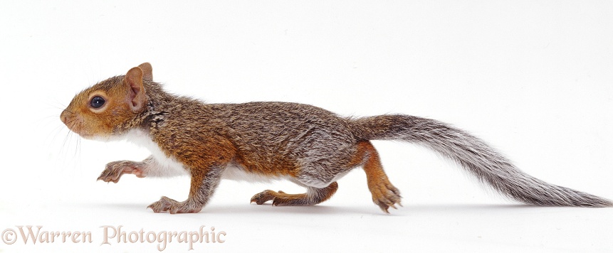 Young Grey Squirrel (Sciurus carolinensis) walking across, white background