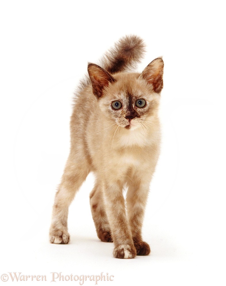 Burmese-cross kitten, 9 weeks old, in full witch's cat display during play, white background