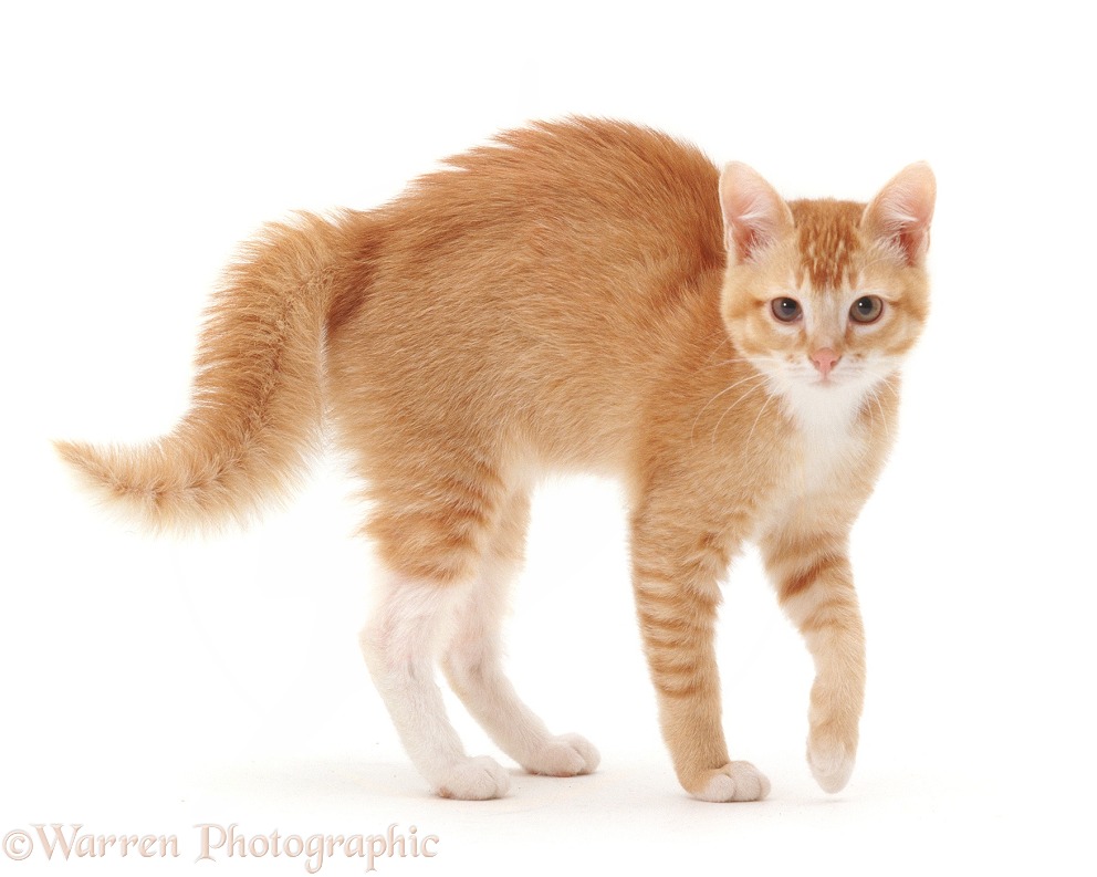 Ginger Burmese-cross cat in frightened display, white background
