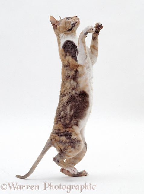 Blue-tortoiseshell Cornish Rex cat, Faberge, reaching for a toy, white background