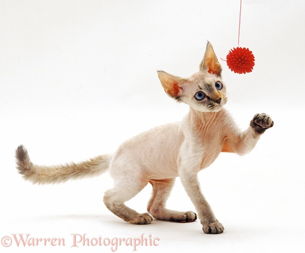 Devon Si-Rex kitten reaching for a toy, white background