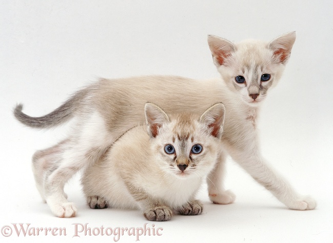 Tonkinese kittens, 6 weeks old, white background