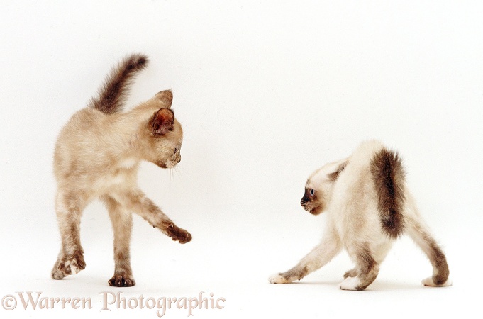 Kittens play-fighting, white background