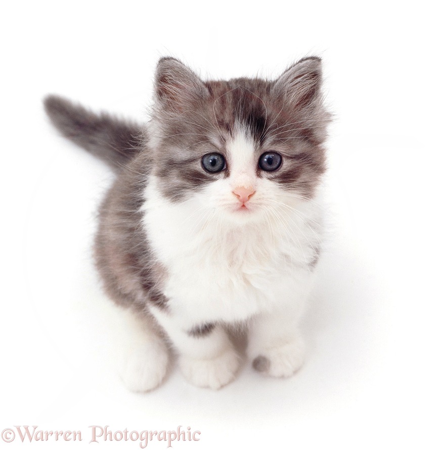 Grey-and-white kitten, sitting and looking up, white background