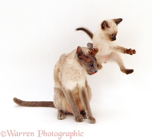 Siamese kitten trying to leap over his mum's head, white background