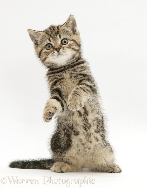 Playful tabby kitten, white background