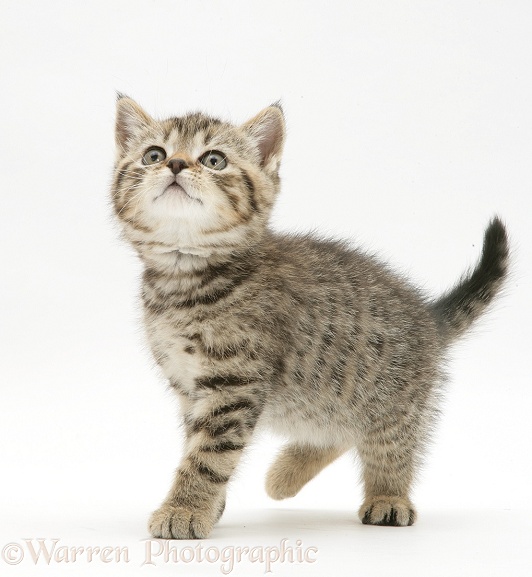 Tabby kitten looking up, white background