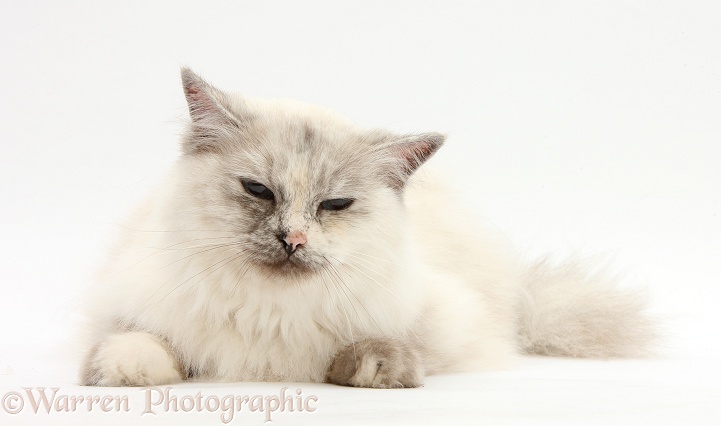 Birman cat, Tallulah, white background