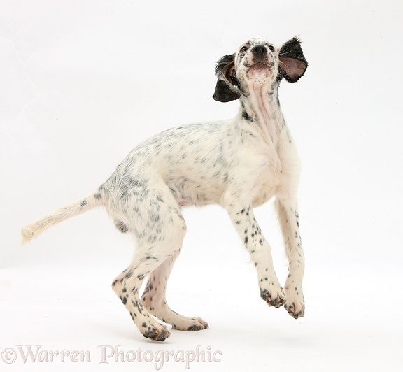 Blue Belton English Setter pup, Belle, 16 weeks old, leaping around, white background