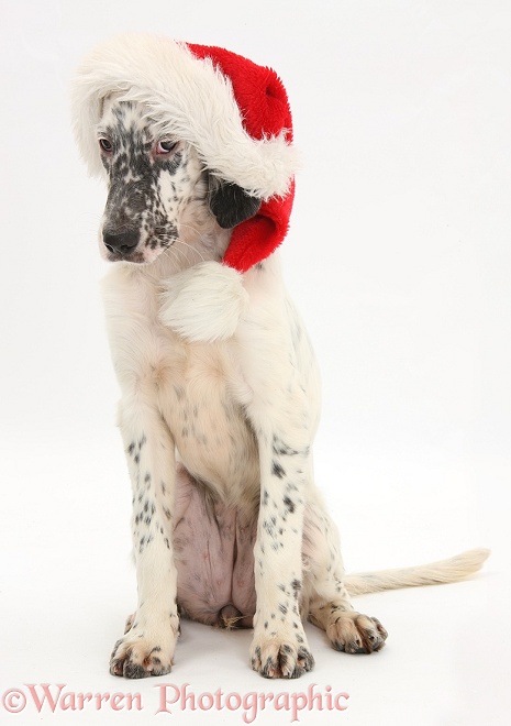 Blue Belton English Setter pup, Belle, 16 weeks old, wearing a Father Christmas hat, white background