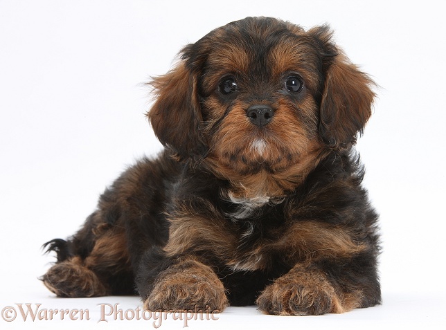 Red merle Cavapoo pup, white background