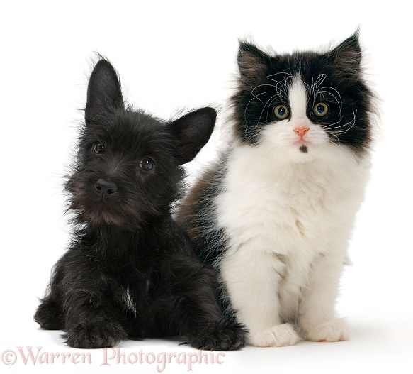 Black Terrier-cross puppy, Maisy, 3 months old, with a black-and-white kitten, white background