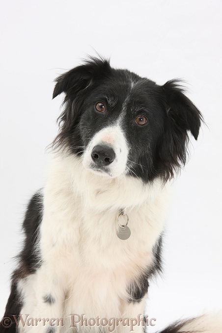 Black-and-white Border Collie bitch, Phoebe, wearing collar and name tag, white background