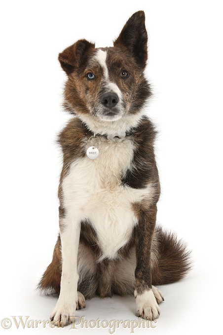 Mongrel dog, Brec, wearing collar and name tag, white background
