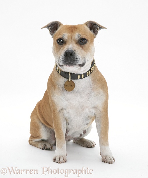 Red Staffordshire Bull Terrier bitch, Tess, aka Rambo, wearing a collar and name tag, white background