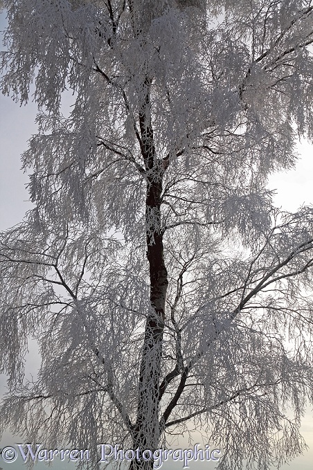 Rime-covered Silver Birch (Betula pendula) tree.  Surrey, England