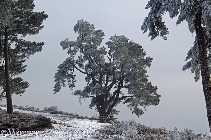 Rime-covered Scots Pine (Pinus sylvestris) trees.  Surrey, England