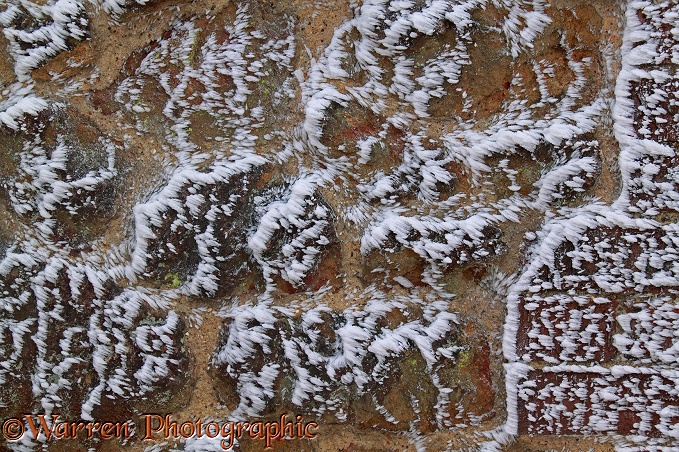 Rime-covered brick and stone wall.  Surrey, England