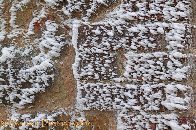 Rime-covered brick and stone wall.  Surrey, England