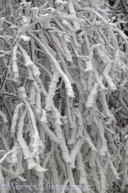 Rime-covered Silver Birch (Betula pendula) twigs.  Surrey, England