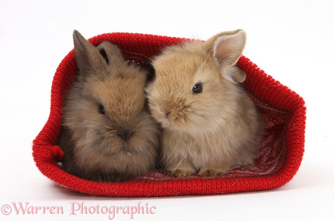 Two baby Lionhead-cross rabbits in a woolen hat, white background