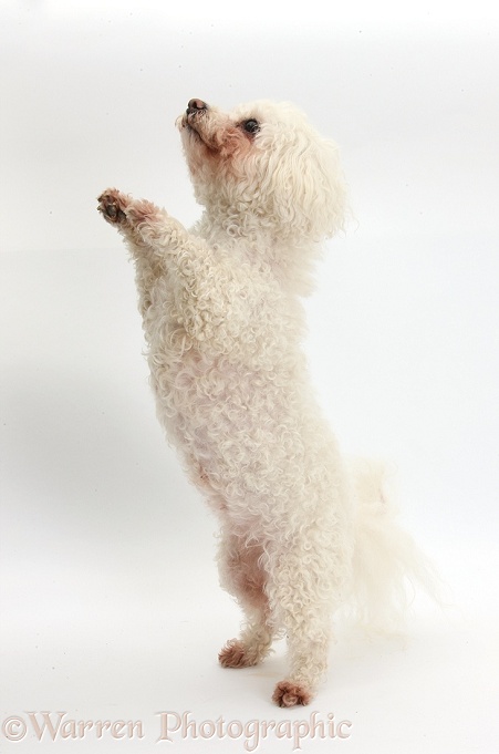 Bichon Frise bitch, Poppy, standing up and begging, white background
