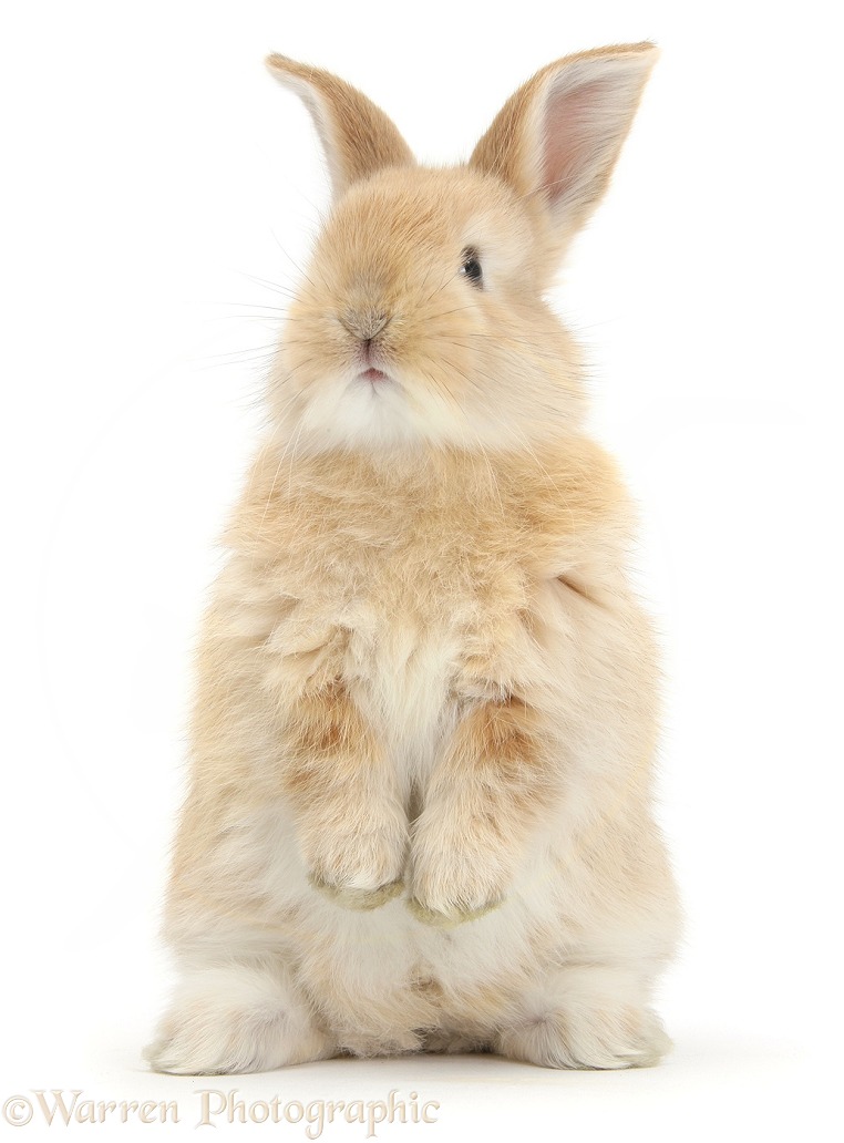 Young Sandy rabbit standing up on its haunches, white background