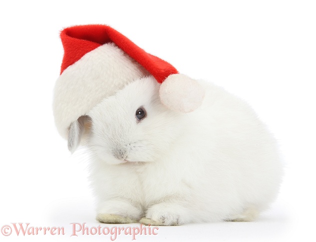 Young white rabbit wearing a Father Christmas hat, white background