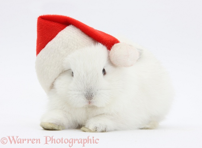 Young white rabbit wearing a Father Christmas hat, white background