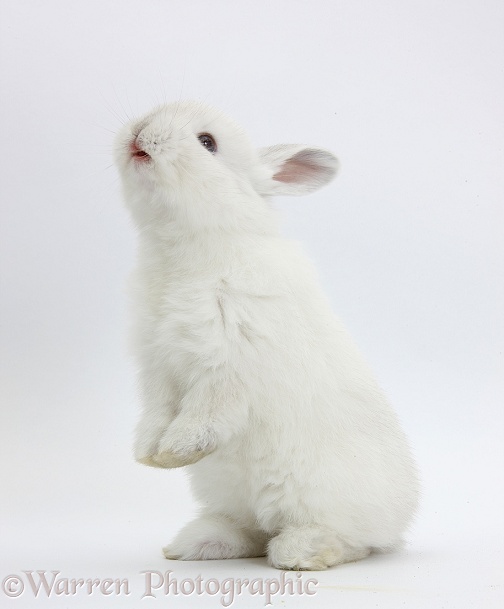 Young white rabbit standing up on its haunches, white background