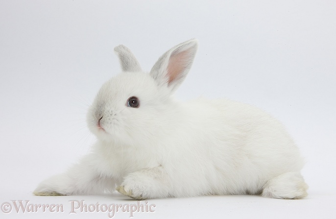 Young white rabbit, white background
