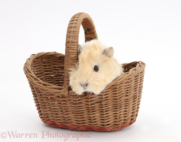 Baby Guinea pig in a wicker basket, white background