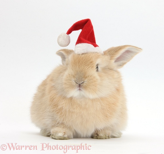 Young Sandy rabbit wearing a Father Christmas hat, white background