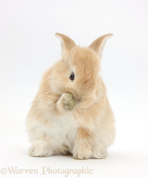 Young Sandy rabbit grooming a paw, white background
