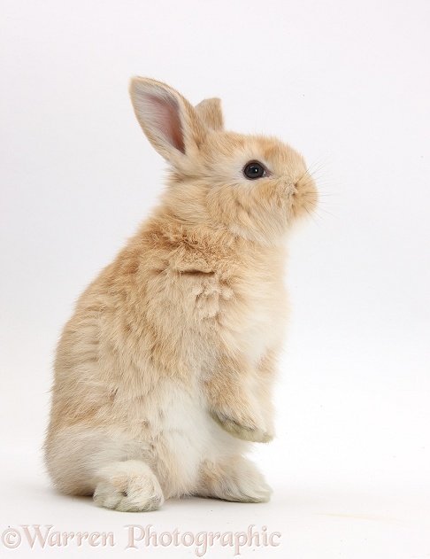 Young Sandy rabbit sitting up on its haunches, white background