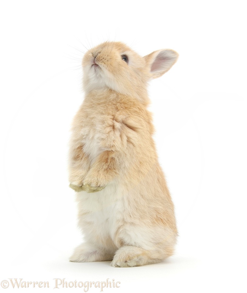 Young Sandy rabbit standing up on its haunches, white background