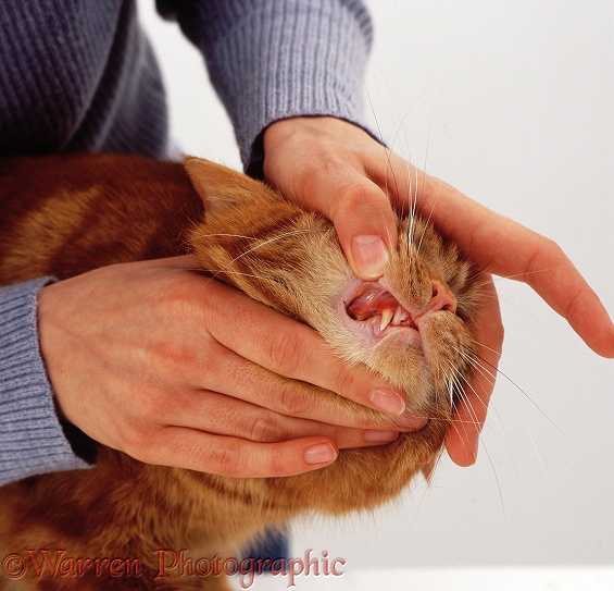 "Owner" examining the teeth of red tabby female cat, Glenda, and showing gingivitis, white background