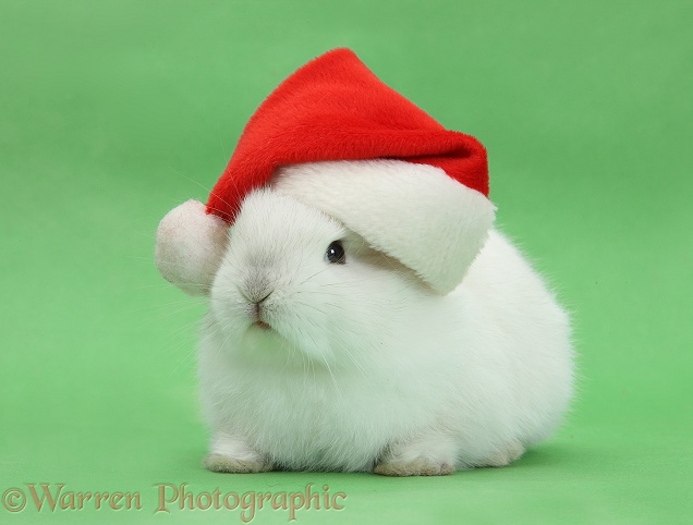 Young white rabbit wearing a Father Christmas hat, on green background