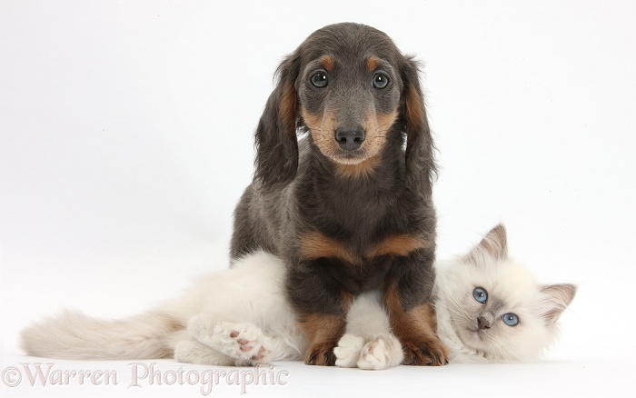 Blue-point kitten and blue-and-tan Dachshund pup, Baloo, 15 weeks old, white background