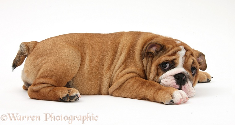 Bulldog pup, 11 weeks old, lying with chin on the floor, white background