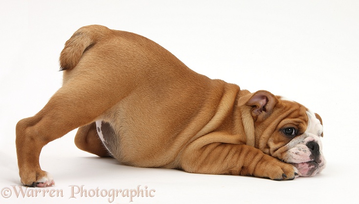 Playful Bulldog pup, 11 weeks old, in play-bow, white background