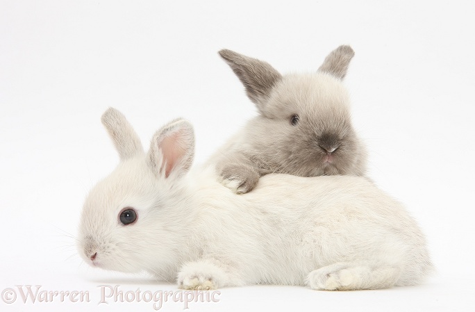 White and grey baby rabbits, white background