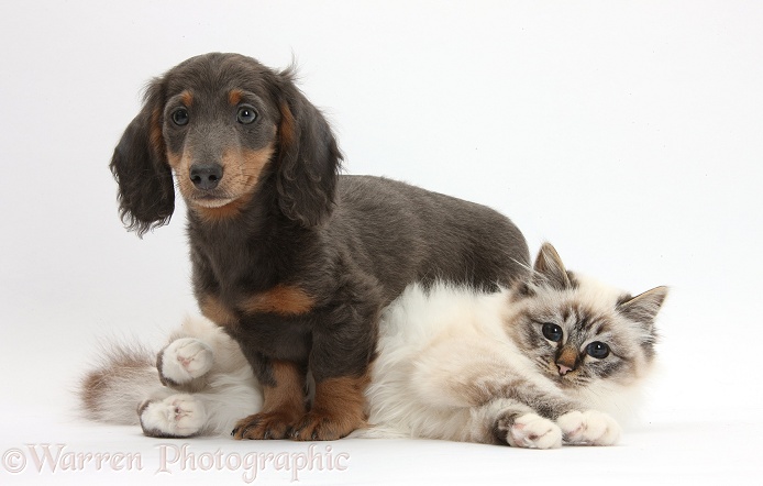 Tabby-point Birman cat with blue-and-tan Dachshund pup, Baloo, 15 weeks old, white background