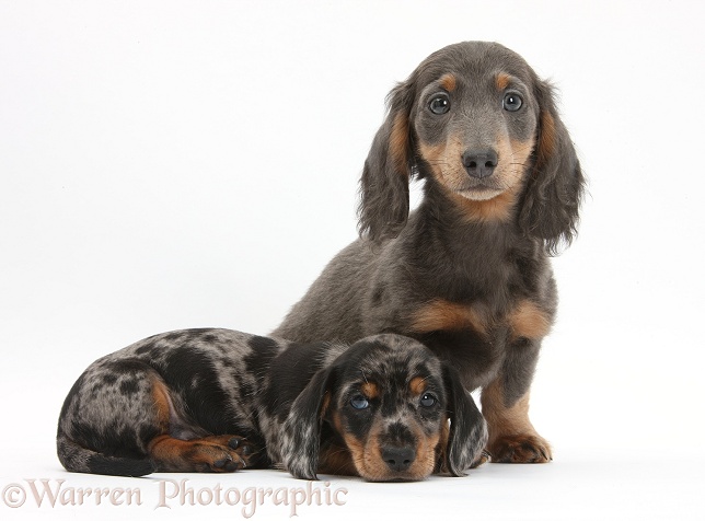 Blue-and-tan Dachshund pup, Baloo, and tricolour merle Dachshund pup, white background