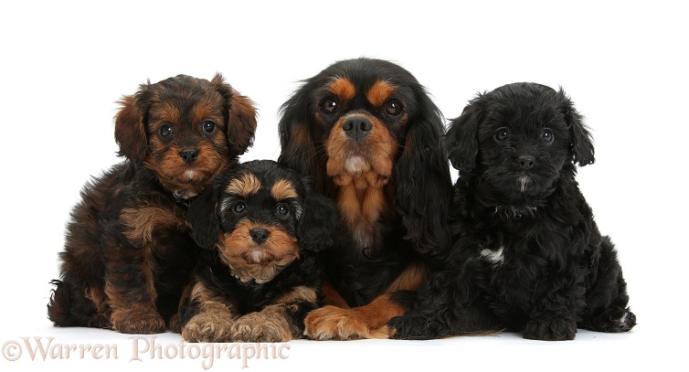 Black-and-tan Cavalier King Charles Spaniel mother and her Cavapoo pups, white background