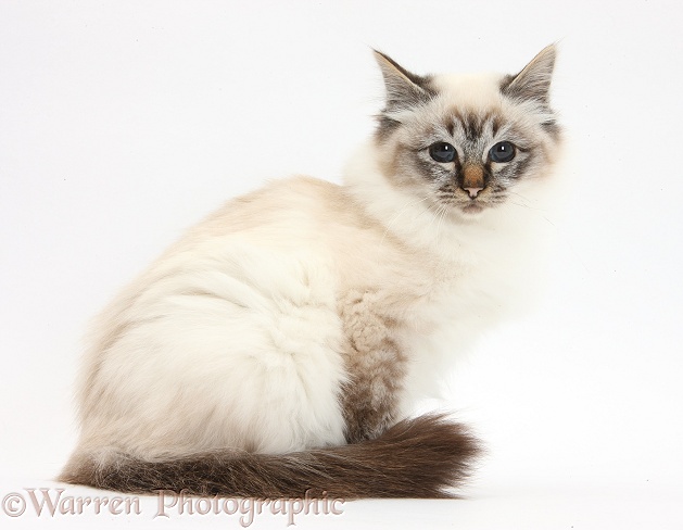 Tabby-point Birman cat, sitting, white background