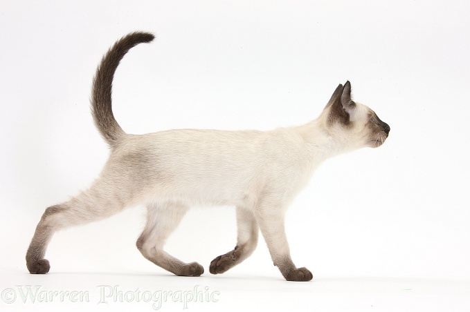 Siamese kitten, 10 weeks old, walking across, white background