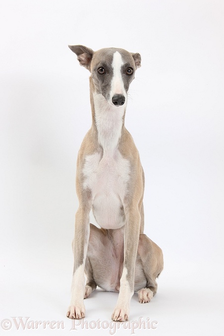 Whippet bitch, Tally, sitting, white background